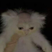 gato calvo