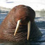 Walling walrus