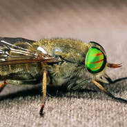 1000 hungry horse flies