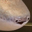 Sacabambaspis