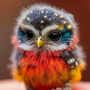 Finch