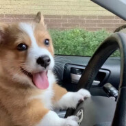 爱在心头口难开