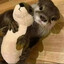 OtterHD