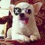 Pirate Dog