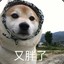 摇摇脉动回来