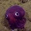 Googly Squid