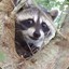 Raccoon