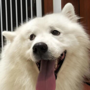 穿上苏菲大显神威