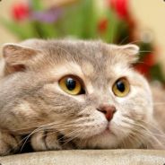 电脑（划水的）