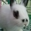 BunnyCitY