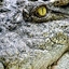 Croco Laco