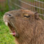 Capybara