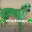 chienwhatsapp