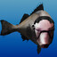 RockFish