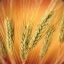 Wheat