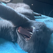 shlunk