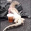 DrunkLizard