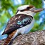 kookaburra