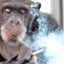 The Monkey