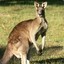 Kangaroooo