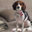 MollyTheBeagle