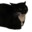 Maxwell the Cat