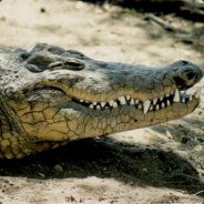 dat_krokodil