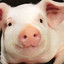 SWEETPIG