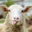 Helixsheep