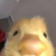 duck_not_detected