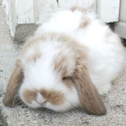 avatar gods strongest bunny