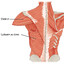 latissimus dorsi