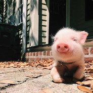 绝不劝架王大拿