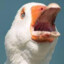 Goose80000