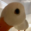 goose on the loose