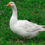 Goose