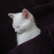 是包不是B别舔那么急