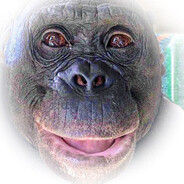 gibbon