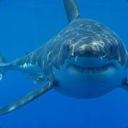 Jermy Jermison - steam id 76561197963670459
