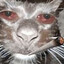 Ketamine cat