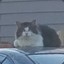 DahChubz