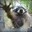 TrashPanda