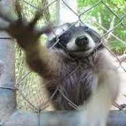 TrashPanda