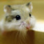 ☆小倉鼠☆ ☆HAMSTER☆