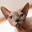 kissekatt