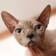 kissekatt