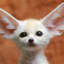 Fennec Fox