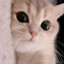 小猫♥