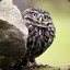 The Real Suspicious Owl