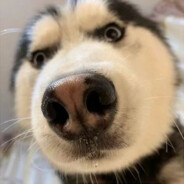 高山滑雪的货机